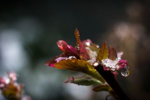 IMG_9568