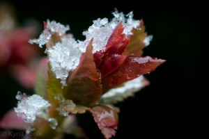 IMG_9588