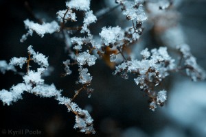 IMG_9642