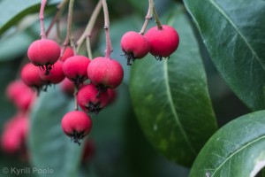 IMG_7116