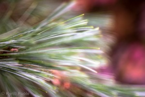 IMG_7141